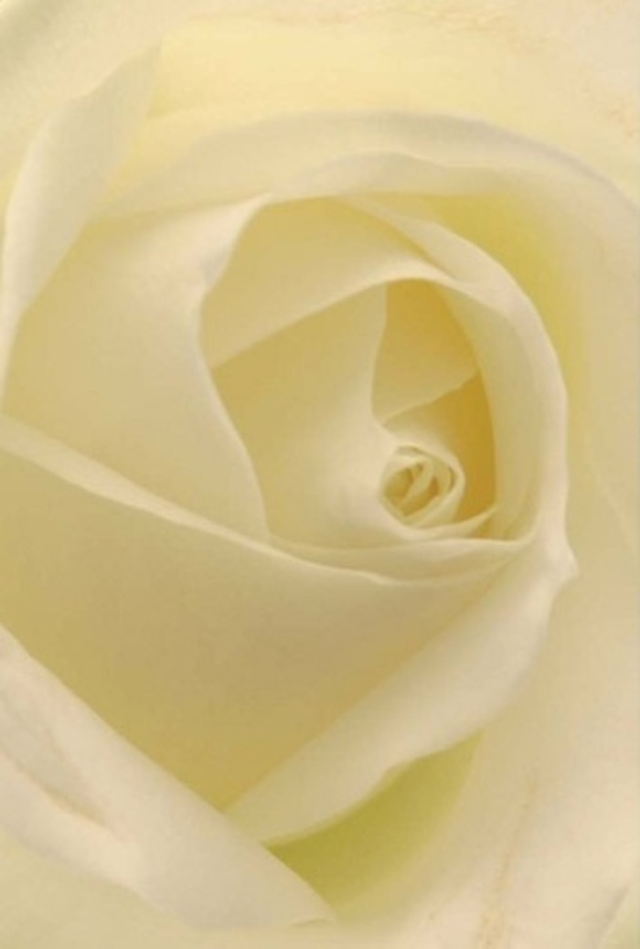 With each gaze upon this classic white rose, the interplay of gentle layering and soft light is mesmerizing. Tones of white, cream, and the faintest hint of lemon blend seamlessly across the petals, allowing the bloom to seem illuminated from within-like sunlight breaking through clouds over Sidcup's Albany Park. This immaculate spiral at the heart hints at purity and inner strength, while nuanced shadows and shifts in colour accentuate the flower's natural elegance. As a florist rooted in the Sidcup community, I recognize this rose as perfect for conveying love, apologies, or adorning wedding centrepieces in venues along Halfway Street. Its understated, clean fragrance brings a sense of tranquil assurance. Every curve and texture is evidence of the careful craftsmanship and dedication that defines Florist Sidcup's local floral tradition-making this rose a fitting choice for every heartfelt gesture.